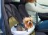 Autós ülés kistestű kutyáknak 